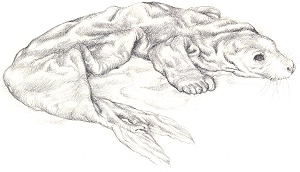 Abgelegtes Seehundfell eines Selkies